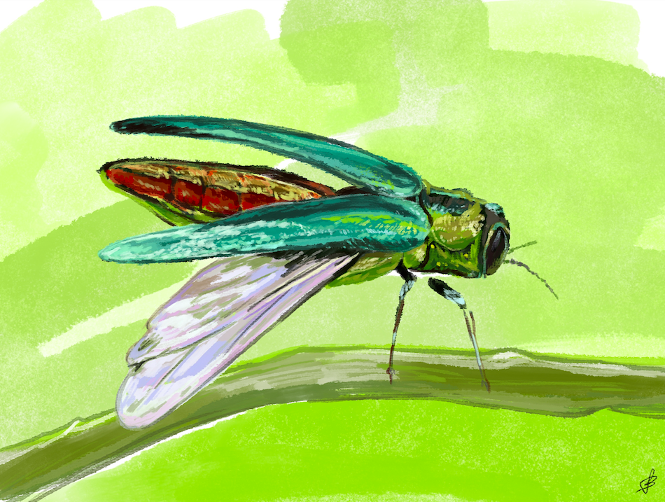 Emerald Ash Borer Is Here. What Can We Do? The Times Ink!